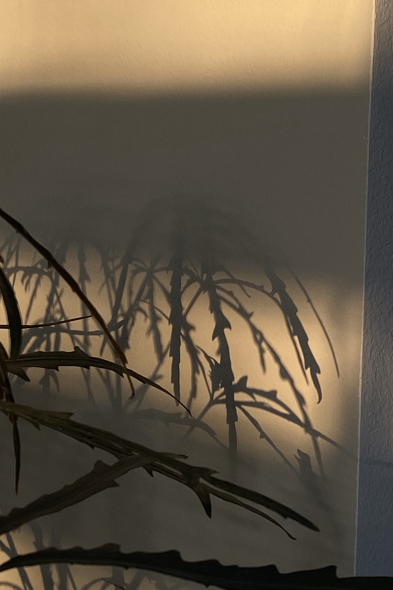 圖片6 (1).png